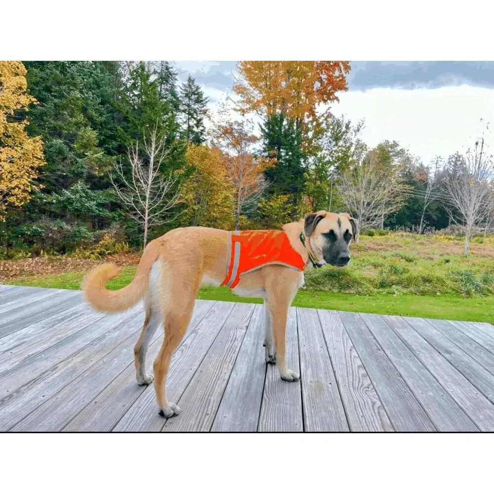 SafetyPUP XD Dog Safety Vest Reflective Large 61-100lb Blaze Orange HiVi Coat